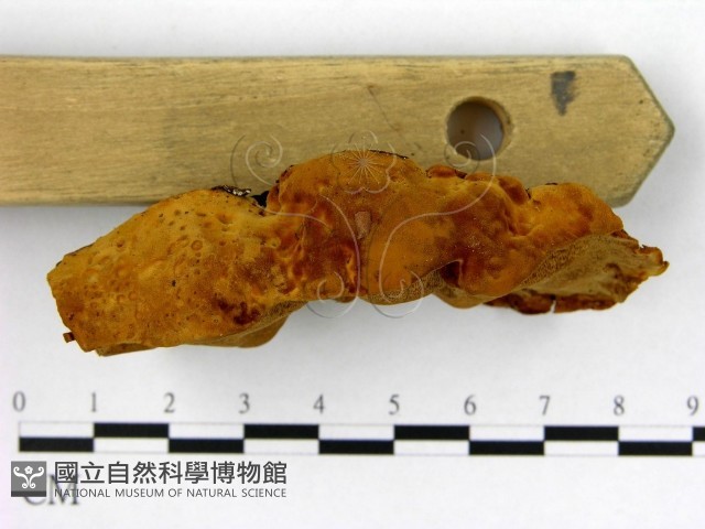 登錄號:F0005882藏品圖，第3張