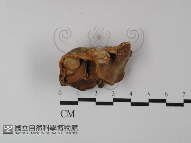 登錄號:F0029882藏品圖，第3張