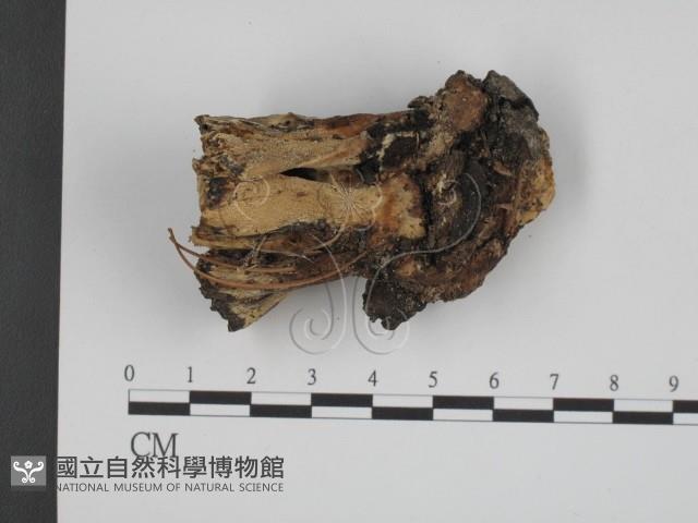 登錄號:F0003882藏品圖，第3張