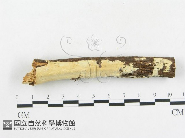 革墊菌屬藏品圖，第3張