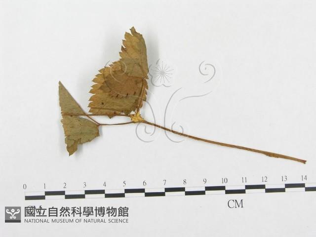 登錄號:F0018982藏品圖，第1張