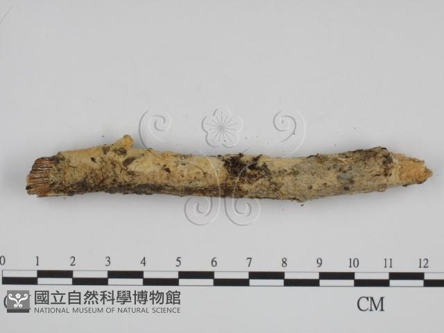 登錄號:F0000982藏品圖，第1張