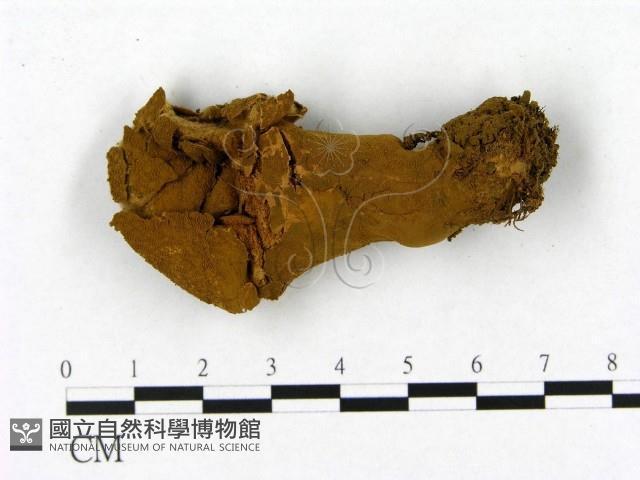 登錄號:F0021982藏品圖，第3張