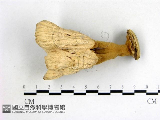 波邊革菌屬藏品圖，第3張