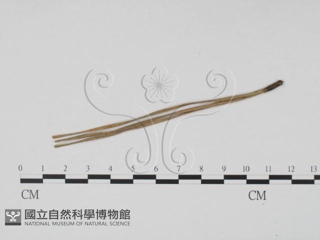 登錄號:F0011982藏品圖，第3張