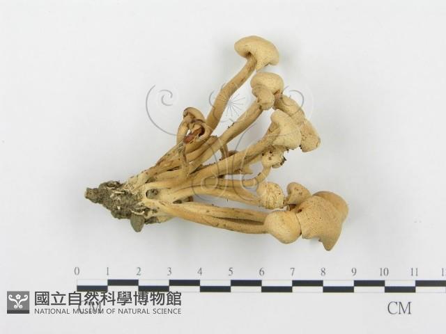 杯傘屬藏品圖，第3張