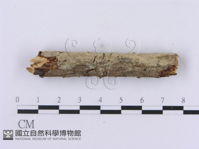 登錄號:F0002982藏品圖，第3張