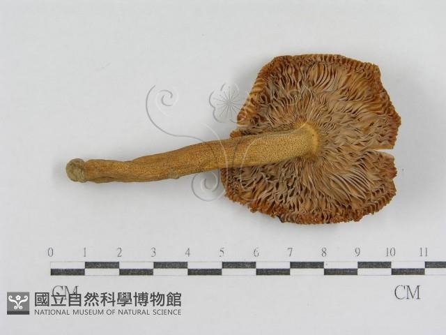 登錄號:F0012982藏品圖，第3張