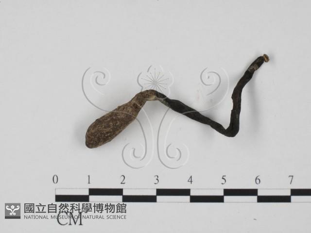 炭角菌屬藏品圖，第3張