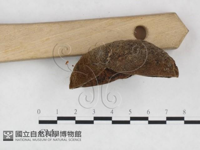 登錄號:F0025982藏品圖，第3張