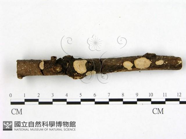 登錄號:F0015982藏品圖，第3張