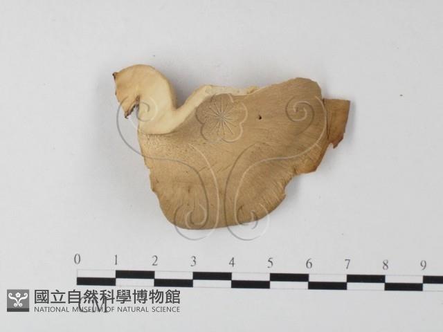 多孔菌屬藏品圖，第3張