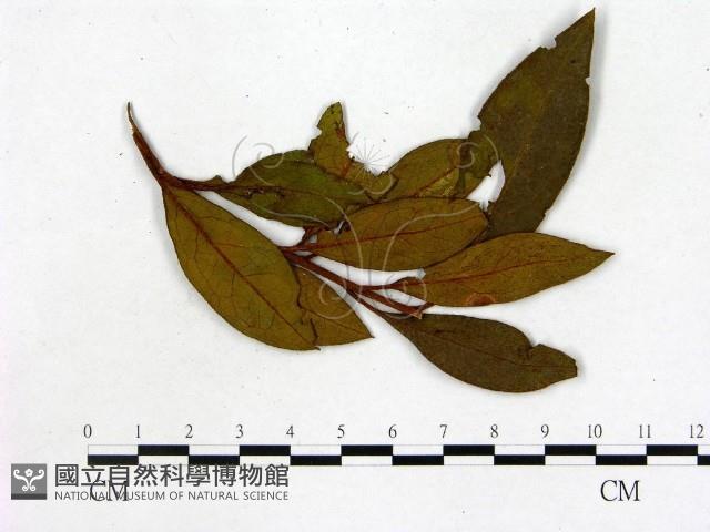 登錄號:F0020682藏品圖，第3張