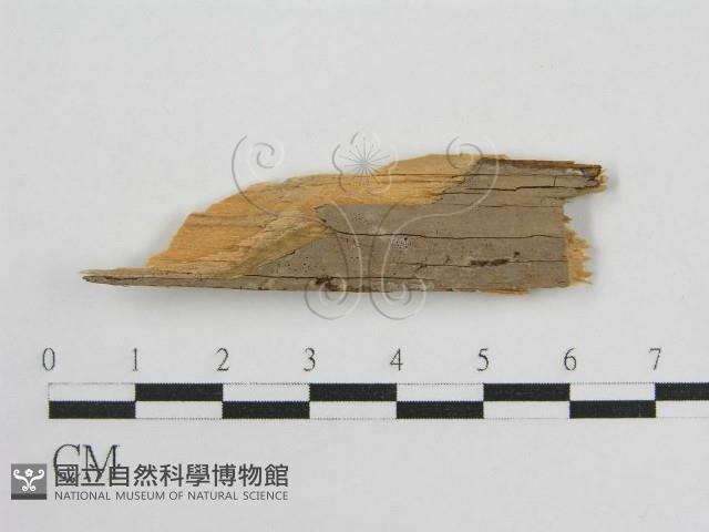 登錄號:F0016682藏品圖，第3張