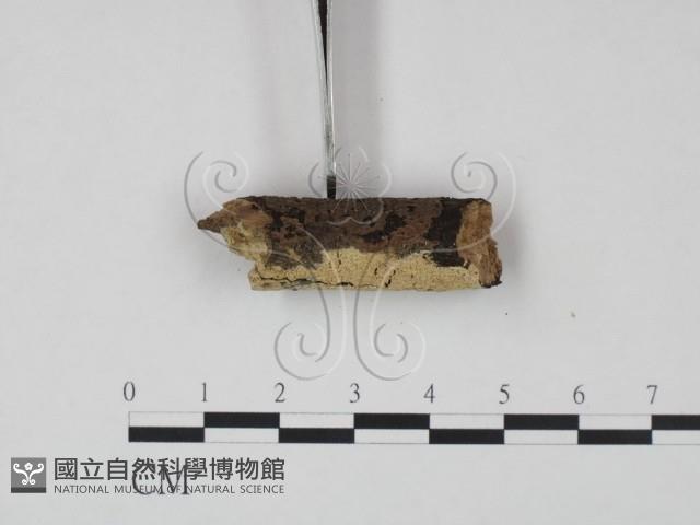 登錄號:F0021682藏品圖，第3張