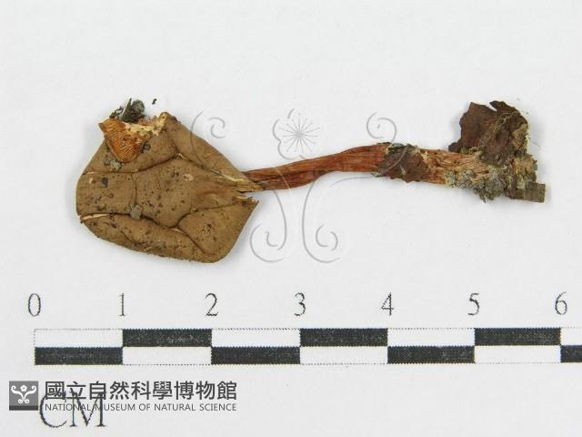 登錄號:F0001682藏品圖，第3張