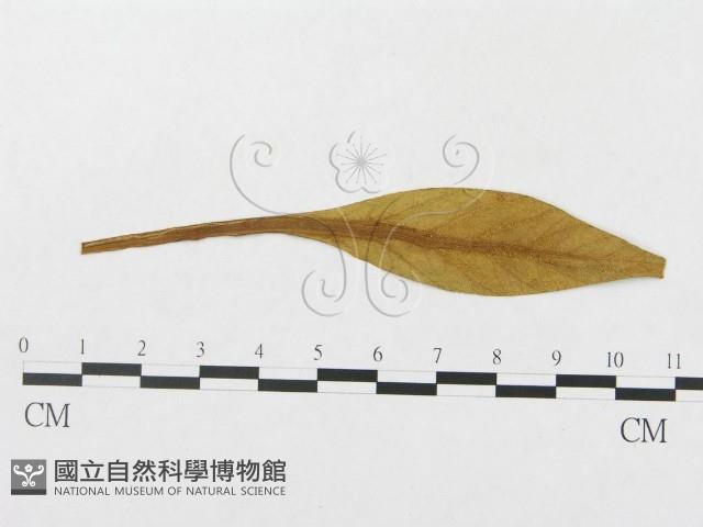 登錄號:F0011682藏品圖，第1張