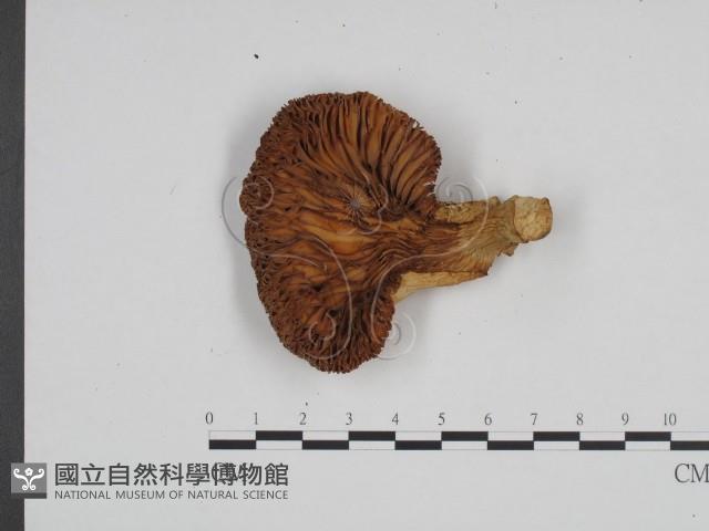 登錄號:F0024682藏品圖，第3張
