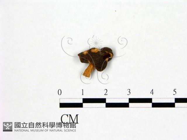 登錄號:F0004682藏品圖，第3張