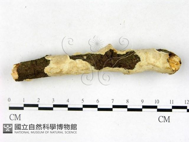 顯絲菌屬藏品圖，第3張