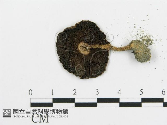 傘菌屬藏品圖，第3張
