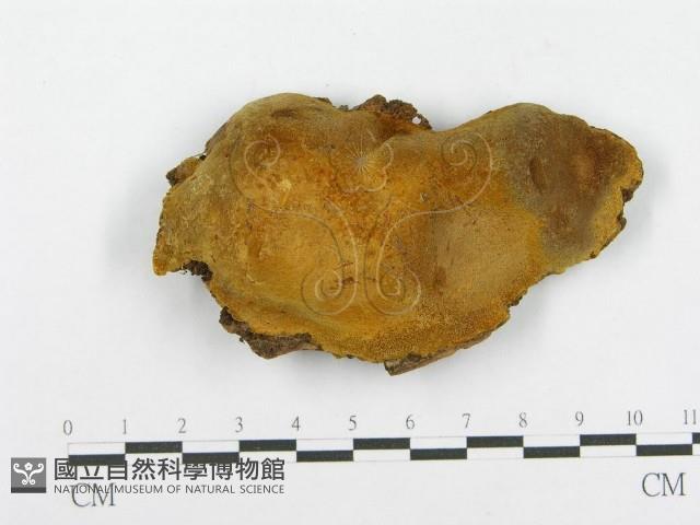 木層孔菌屬藏品圖，第3張
