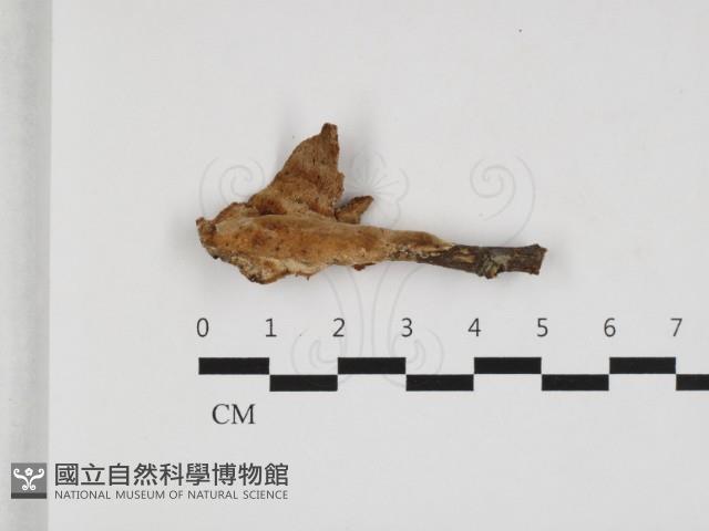 多年臥孔菌屬藏品圖，第3張