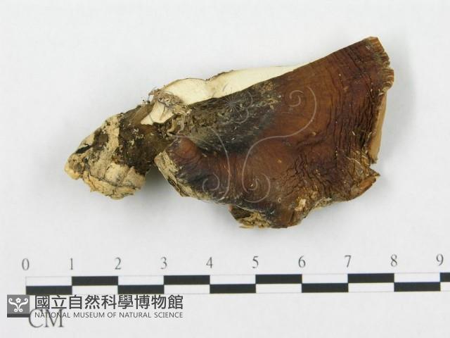 登錄號:F0017682藏品圖，第1張