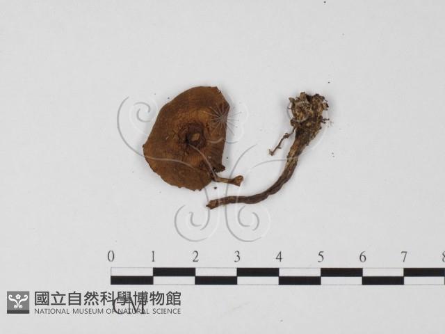 登錄號:F0025682藏品圖，第3張