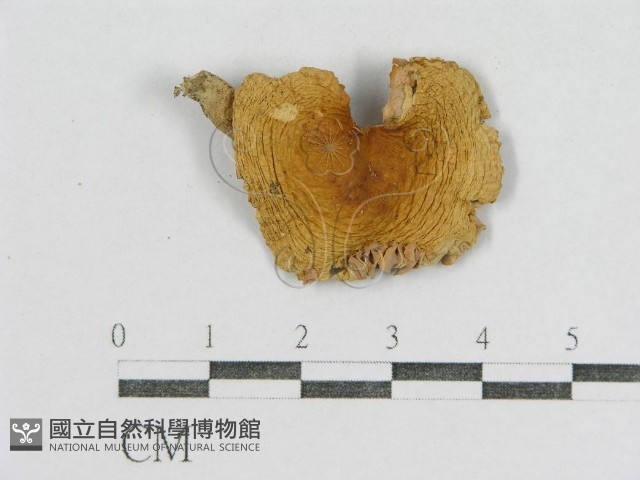 紅菇屬藏品圖，第3張