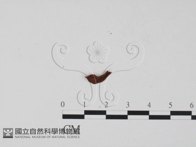 登錄號:F0019682藏品圖，第3張