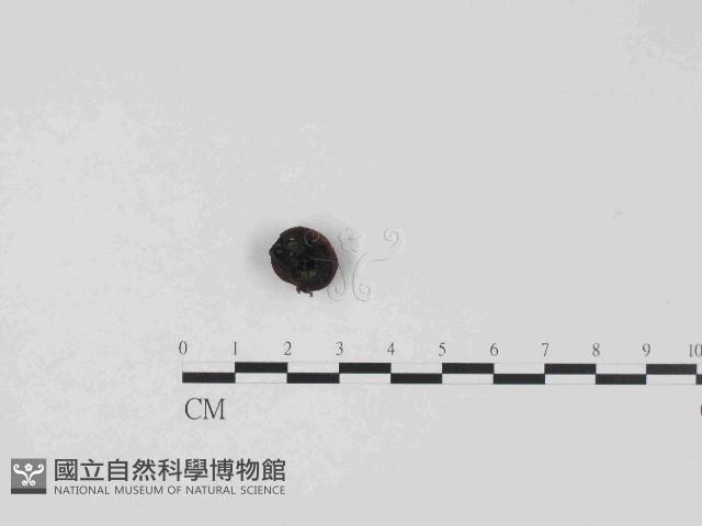 登錄號:F0023682藏品圖，第3張