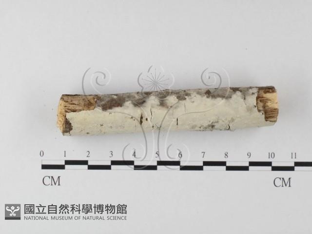登錄號:F0013682藏品圖，第3張