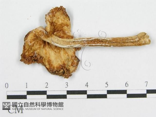 登錄號:F0008482藏品圖，第3張