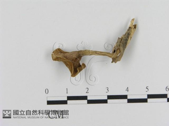 登錄號:F0020482藏品圖，第3張