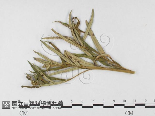 登錄號:F0026482藏品圖，第1張