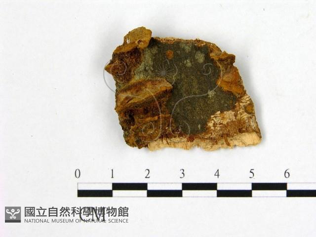 登錄號:F0016482藏品圖，第1張