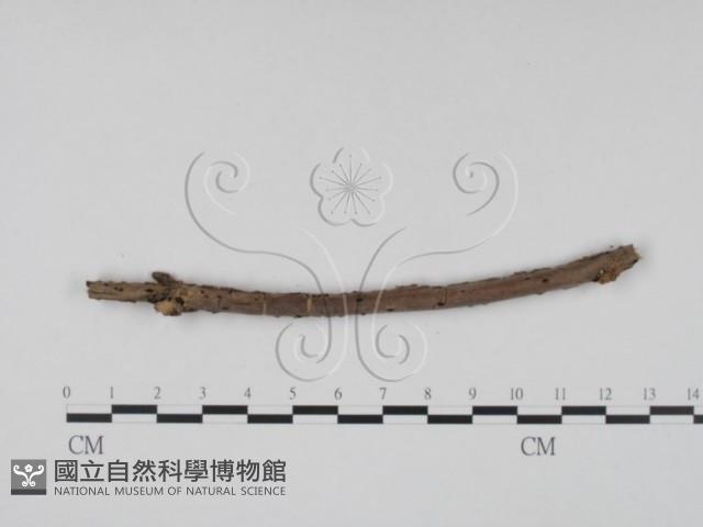 登錄號:F0011482藏品圖，第3張