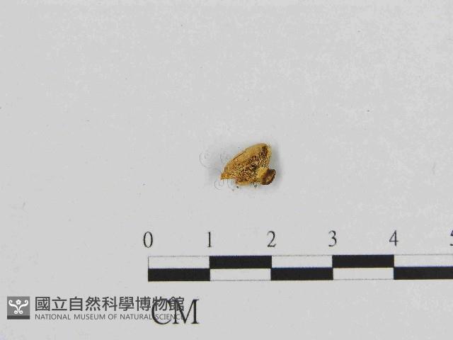 登錄號:F0014482藏品圖，第3張