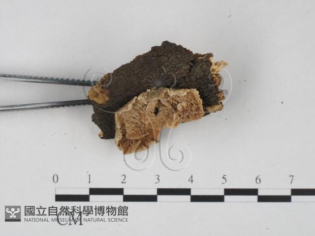 登錄號:F0022482藏品圖，第3張