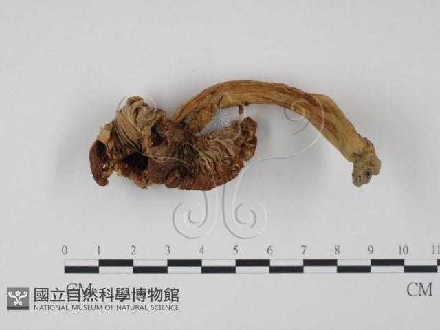 登錄號:F0012482藏品圖，第3張