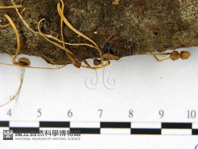 登錄號:F0007482藏品圖，第3張