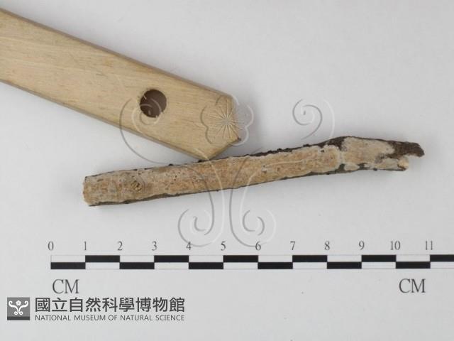 登錄號:F0025482藏品圖，第3張