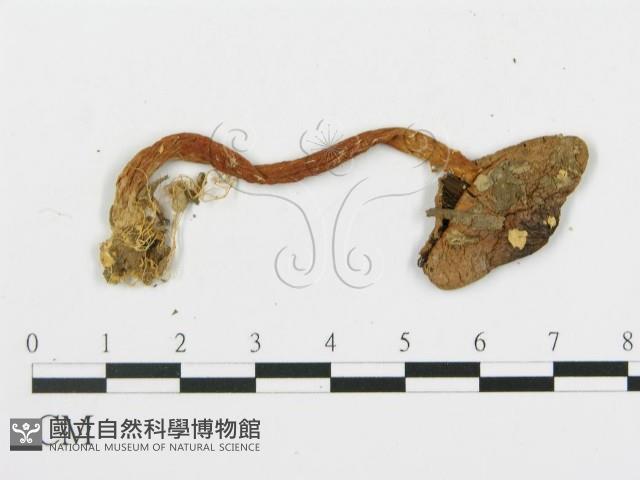 登錄號:F0005482藏品圖，第3張