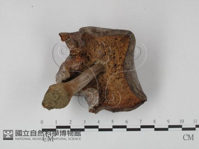 登錄號:F0015482藏品圖，第3張