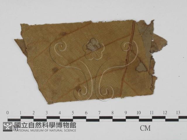 登錄號:F0019482藏品圖，第3張