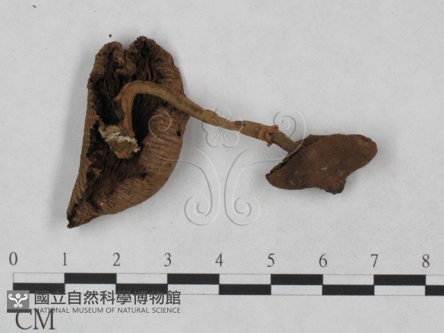 登錄號:F0023482藏品圖，第3張