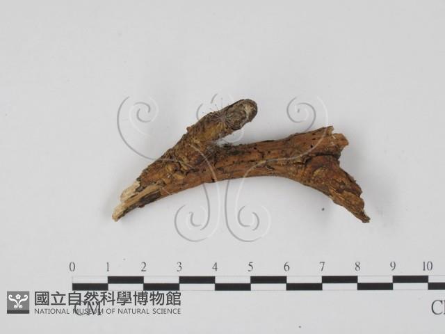 登錄號:F0013482藏品圖，第3張