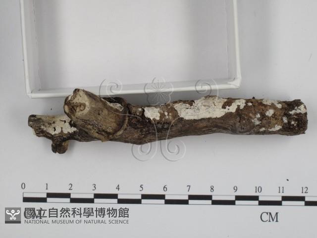 登錄號:F0008782藏品圖，第3張
