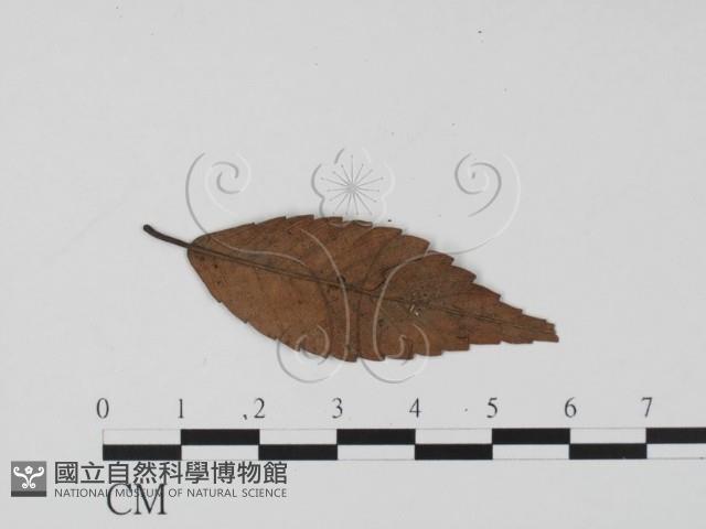 登錄號:F0020782藏品圖，第3張